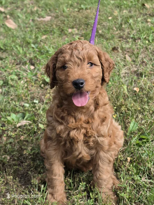 Frankie – Miniature Goldendoodle puppy for sale in Revere, MO