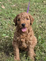 Frankie, a male Miniature Goldendoodle for sale in Revere, MO – 1 of 3