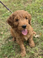 Henry , a male Miniature Goldendoodle for sale in Revere, MO – 3 of 3