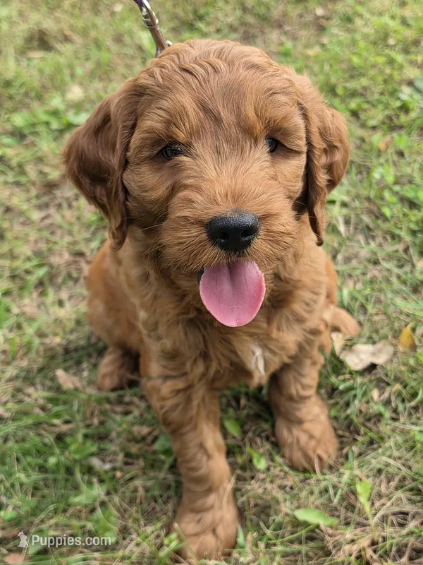 Henry  – Miniature Goldendoodle puppy for sale in Revere, MO