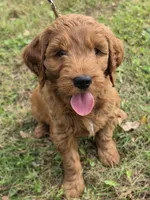 Henry , a male Miniature Goldendoodle for sale in Revere, MO – 1 of 3