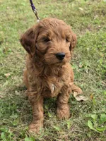 Henry , a male Miniature Goldendoodle for sale in Revere, MO – 2 of 3