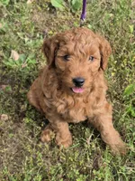 Frankie, a male Miniature Goldendoodle for sale in Revere, MO – 2 of 3