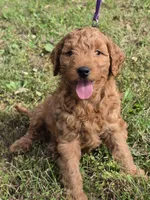 Frankie, a male Miniature Goldendoodle for sale in Revere, MO – 3 of 3