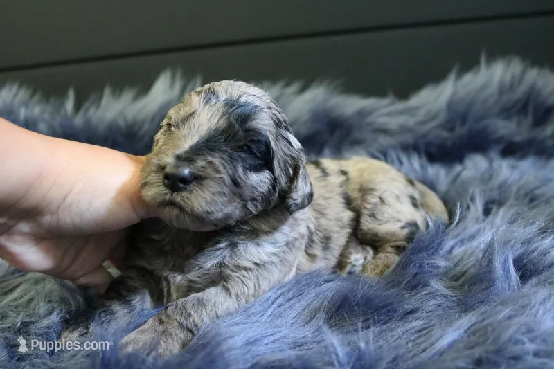 Gauge – Goldendoodle, Miniature Goldendoodle puppy for sale in Revere, MO