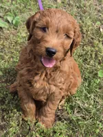Buddy , a male Miniature Goldendoodle for sale in Revere, MO – 2 of 3