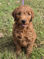 Buddy , a male Miniature Goldendoodle for sale in Revere, MO – 3 of 3