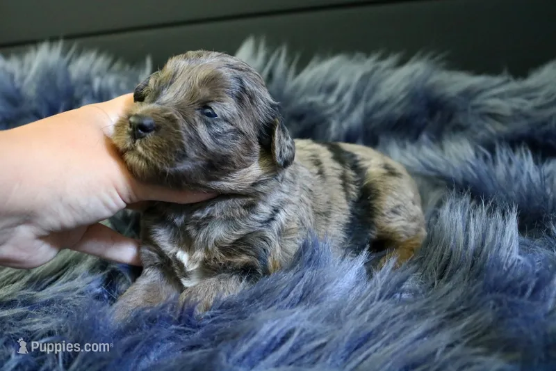Remi – Goldendoodle, Miniature Goldendoodle puppy for sale in Revere, MO