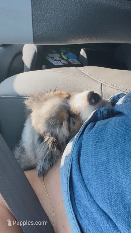 Bluey  – Australian Shepherd puppy for sale in Little Elm, TX