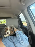 Bluey , a female Australian Shepherd for sale in Little Elm, TX – 3 of 3