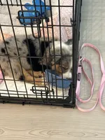 Bluey , a female Australian Shepherd for sale in Little Elm, TX – 2 of 3