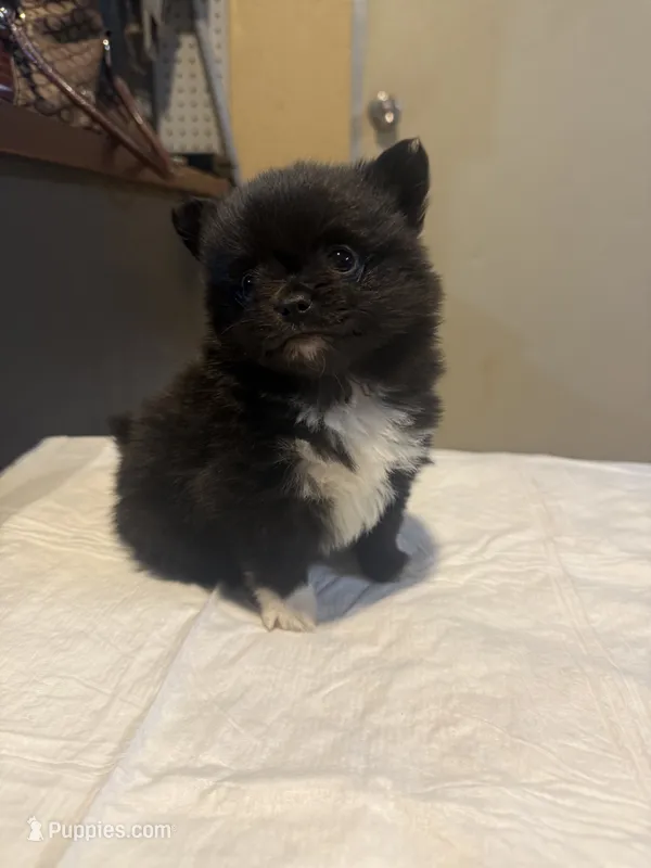 Black velvet  – Pomchi puppy for sale in Royston, GA