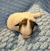 Mikie, a male Shih Tzu for sale in Royston, GA – 1 of 1