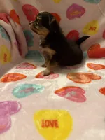 Sophie, a female Chihuahua for sale in Royston, GA – Photo 2 of 4