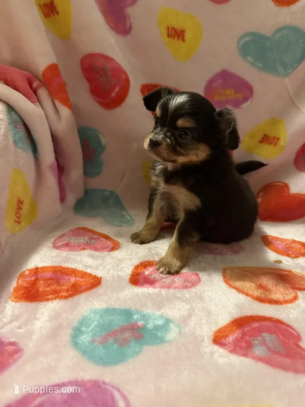 Sophie – Chihuahua puppy for sale in Royston, GA