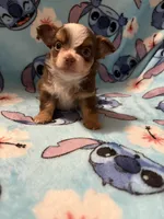 Stitch, a male Chihuahua for sale in Royston, GA – Photo 4 of 4
