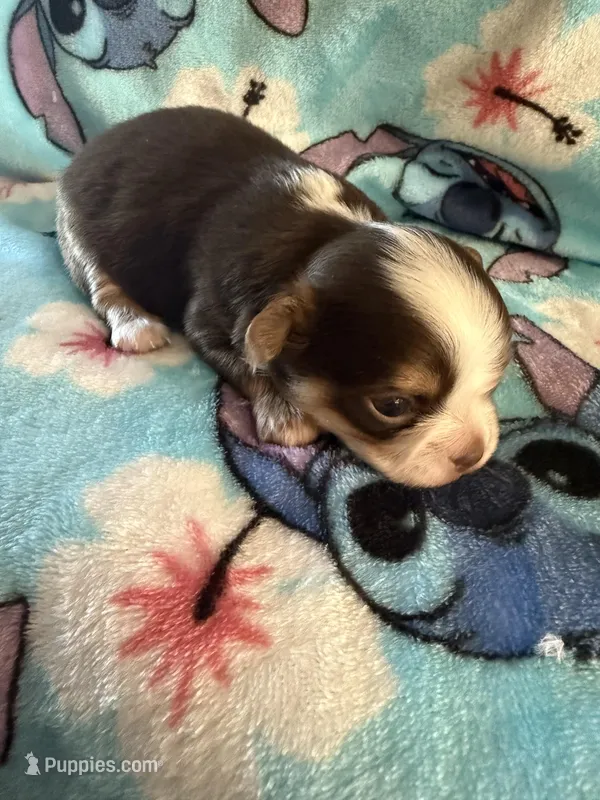 Stitch – Chihuahua puppy for sale in Royston, GA