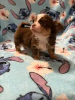 Stitch, a male Chihuahua for sale in Royston, GA – Photo 3 of 4