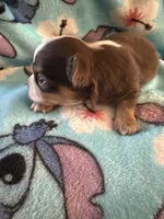 Stitch, a male Chihuahua for sale in Royston, GA – Photo 2 of 4