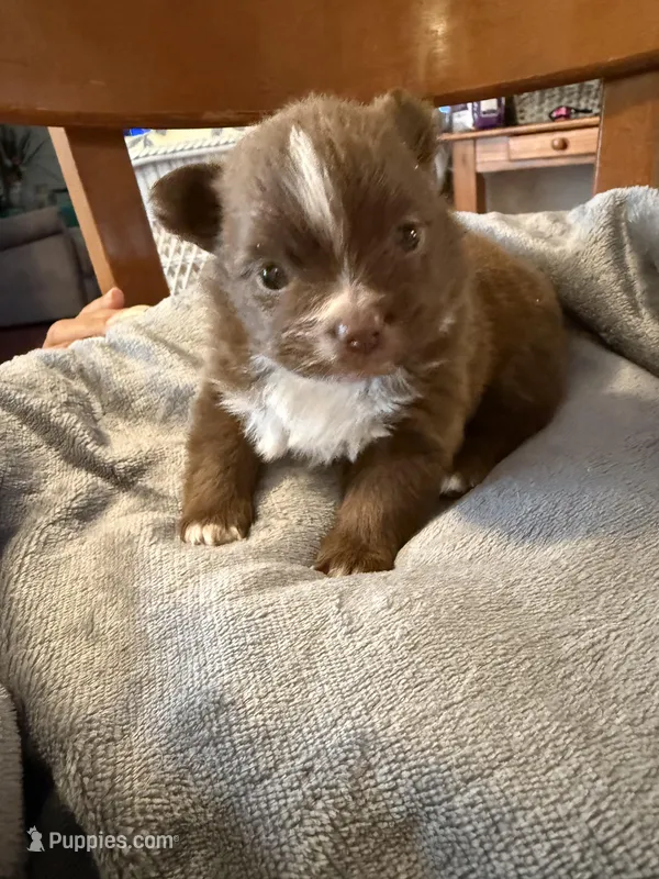 Tootsie – Pomchi puppy for sale in Royston, GA