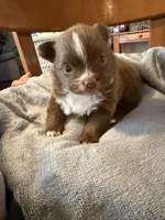Tootsie, a female Pomchi for sale in Royston, GA – 1 of 1