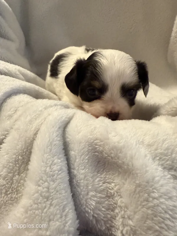 Sasha – Chihuahua puppy for sale in Royston, GA