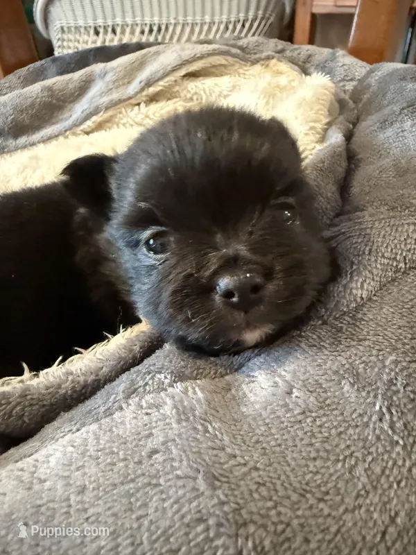 Black velvet  – Pomchi puppy for sale in Royston, GA
