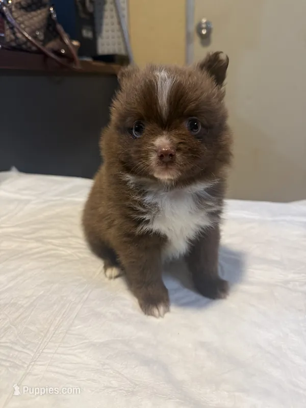 Tootsie – Pomchi puppy for sale in Royston, GA