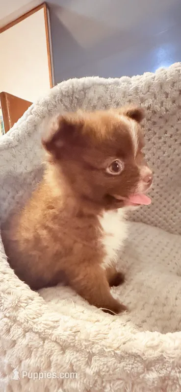 Tootsie – Pomchi puppy on hold in Royston, GA