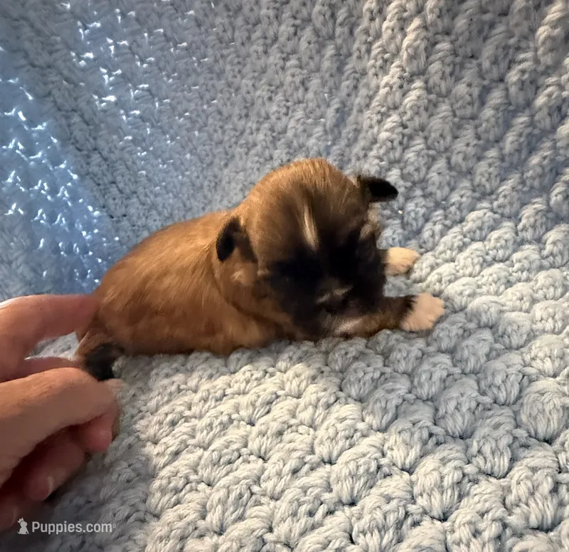 Dusty – Shih Tzu puppy for sale in Royston, GA