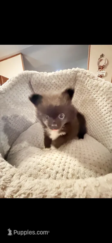 Black velvet  – Pomchi puppy for sale in Royston, GA