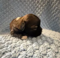 Forest, a male Shih Tzu for sale in Royston, GA – 1 of 1
