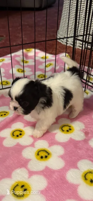 Clyde – Shih Tzu puppy for sale in Royston, GA
