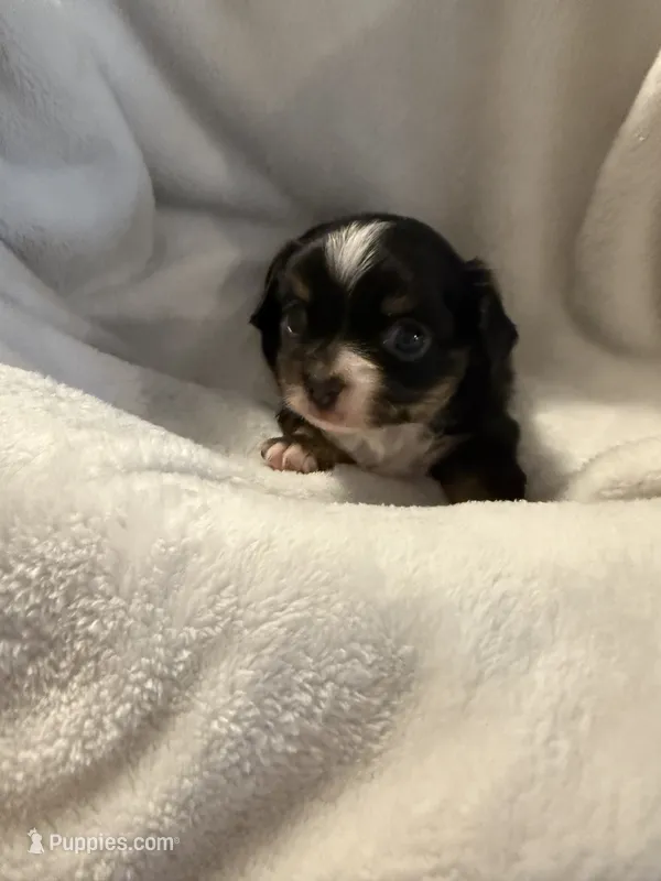 Farrah – Chihuahua puppy for sale in Royston, GA