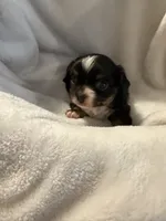 Farrah, a female Chihuahua for sale in Royston, GA – 1 of 1