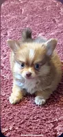 Little Bear, a male Chihuahua and Pomeranian for sale in Royston, GA – Photo 2 of 3