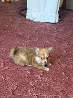 Little Bear, a male Chihuahua and Pomeranian for sale in Royston, GA – Photo 1 of 3