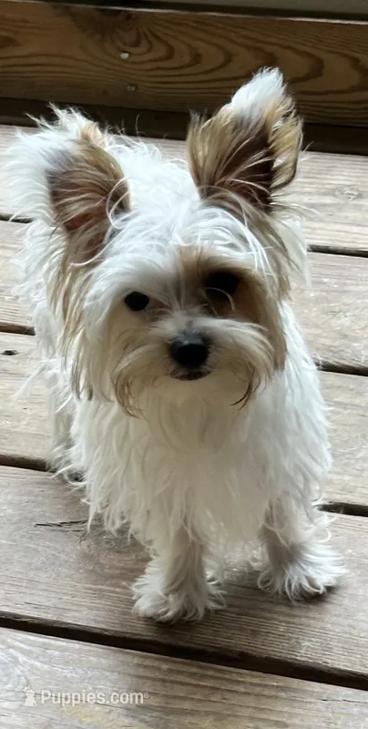 Dodge – Yorkshire Terrier puppy for sale in Toccoa, GA