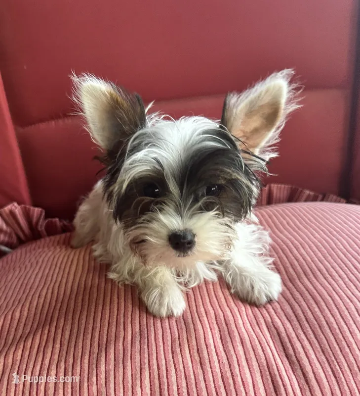 Kylee – Yorkshire Terrier puppy for sale in Toccoa, GA