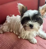 Kylee, a female Yorkshire Terrier for sale in Toccoa, GA – Photo 3 of 4