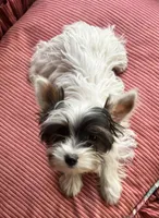 Kylee, a female Yorkshire Terrier for sale in Toccoa, GA – Photo 2 of 4