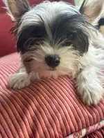 Kylee, a female Yorkshire Terrier for sale in Toccoa, GA – Photo 4 of 4