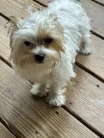Dodge, a male Yorkshire Terrier for sale in Toccoa, GA – 2 of 3