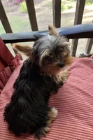 Rosy, a female Yorkshire Terrier for sale in Toccoa, GA – Photo 6 of 7
