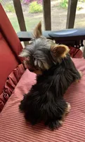 Rosy, a female Yorkshire Terrier for sale in Toccoa, GA – Photo 3 of 7