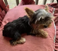 Rosy, a female Yorkshire Terrier for sale in Toccoa, GA – Photo 2 of 7