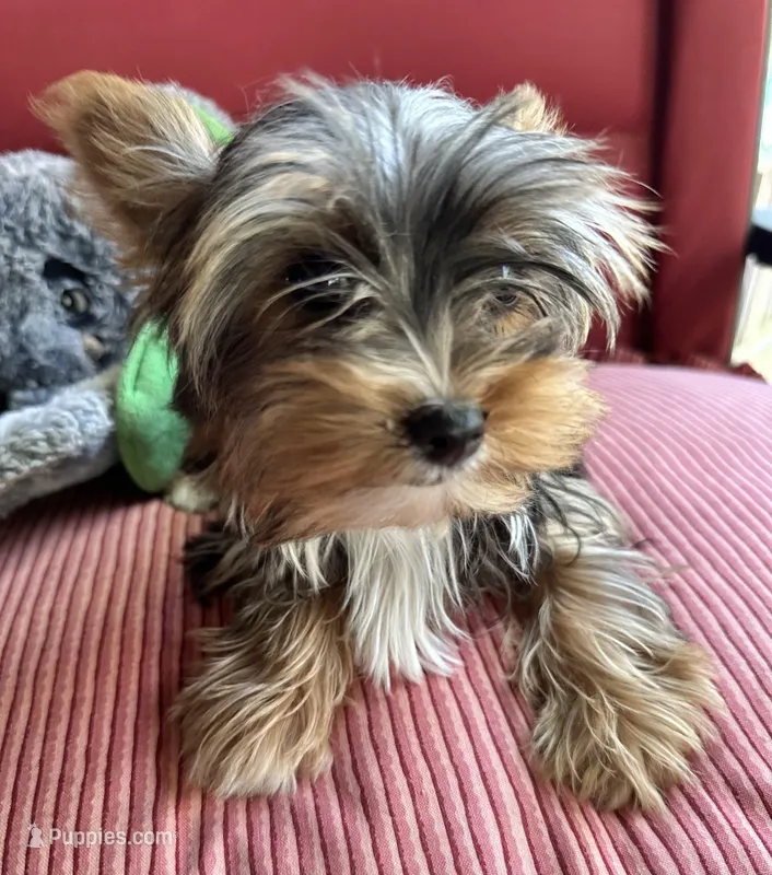 Rosy – Yorkshire Terrier puppy for sale in Toccoa, GA