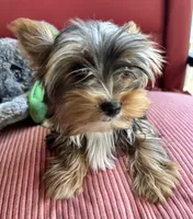 Rosy, a female Yorkshire Terrier for sale in Toccoa, GA – Photo 1 of 7