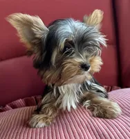 Rosy, a female Yorkshire Terrier for sale in Toccoa, GA – Photo 5 of 7