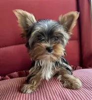 Rosy, a female Yorkshire Terrier for sale in Toccoa, GA – Photo 4 of 7